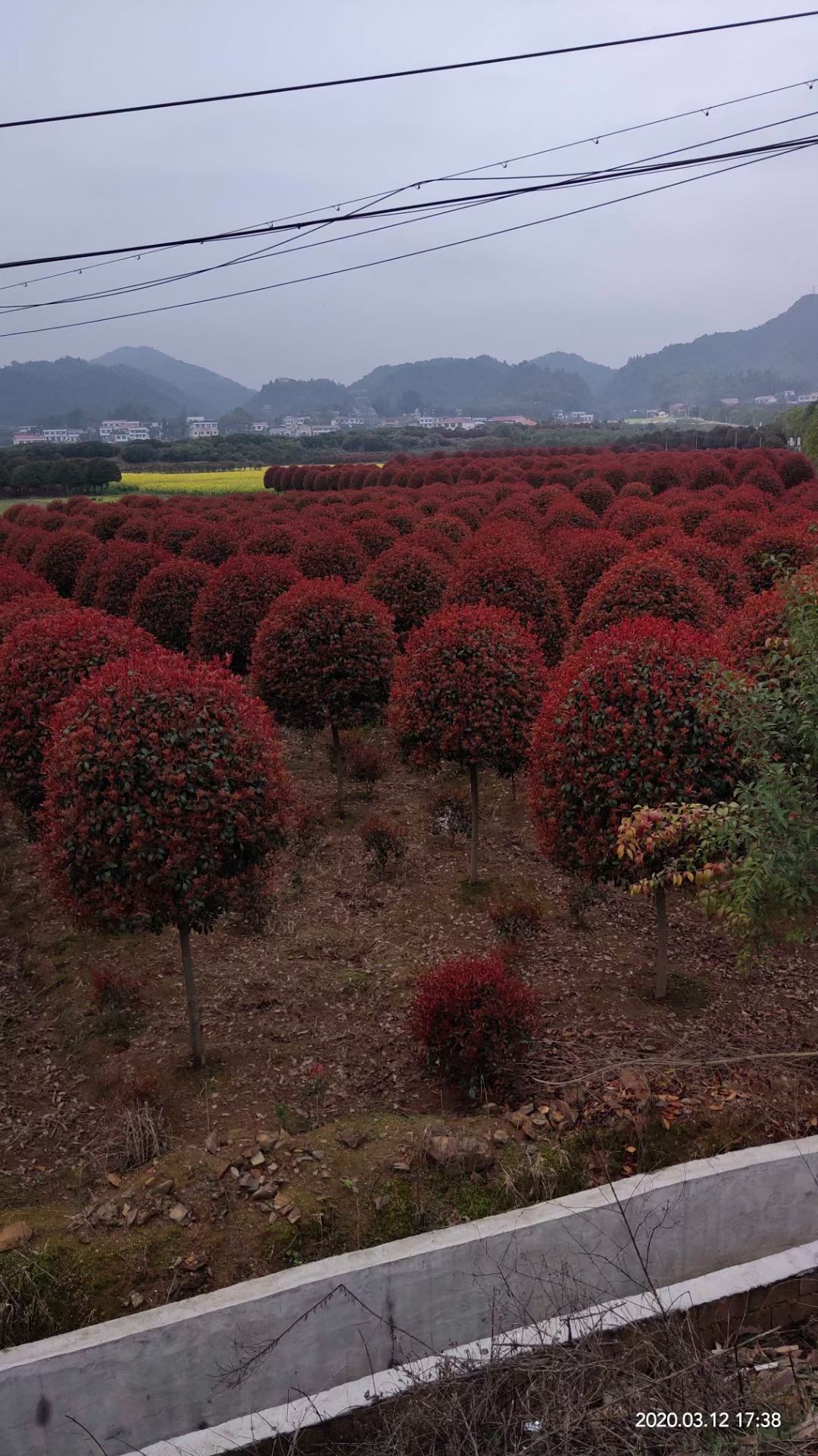 精品红叶石楠基地直销，5-12公分高杆红叶石楠，