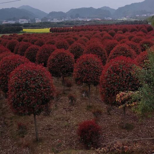 精品红叶石楠基地直销，5-12公分高杆红叶石楠，