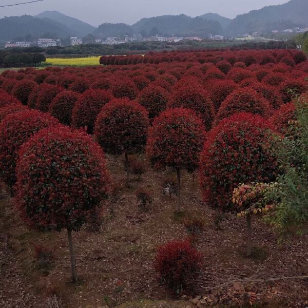 精品红叶石楠基地直销，5-12公分高杆红叶石楠，