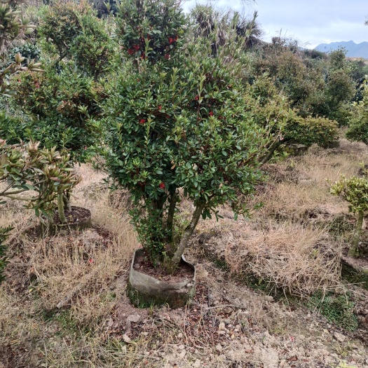 漳平市千年， 百年映山红老桩别墅庭院精品货