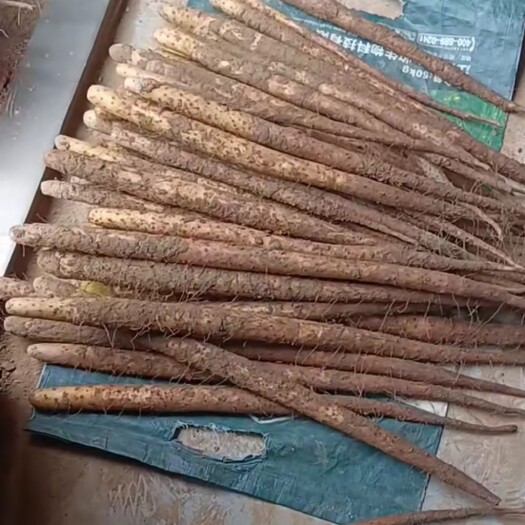 隆尧县麻山药  白玉通货