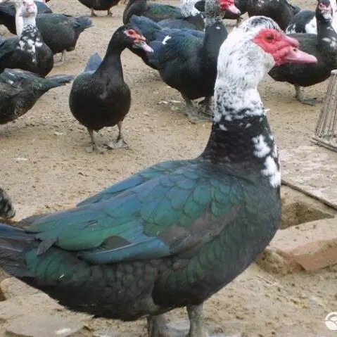 威宁县 火鸭