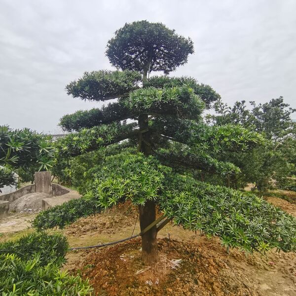 精品造型罗汉松基地直销