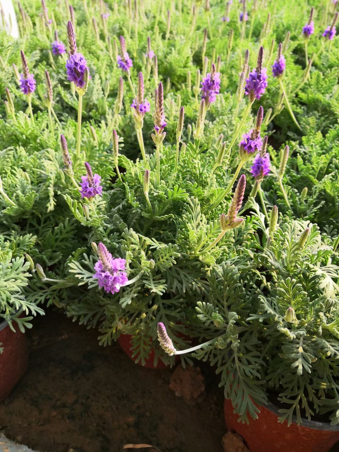  羽叶薰衣草种植基地