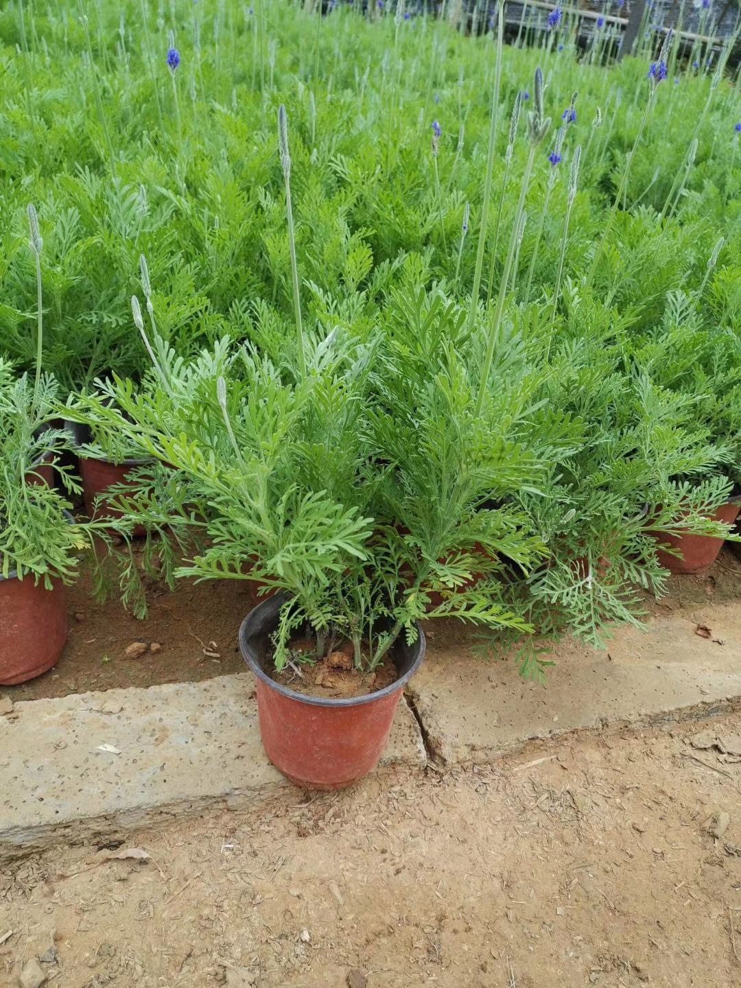  羽叶薰衣草种植基地