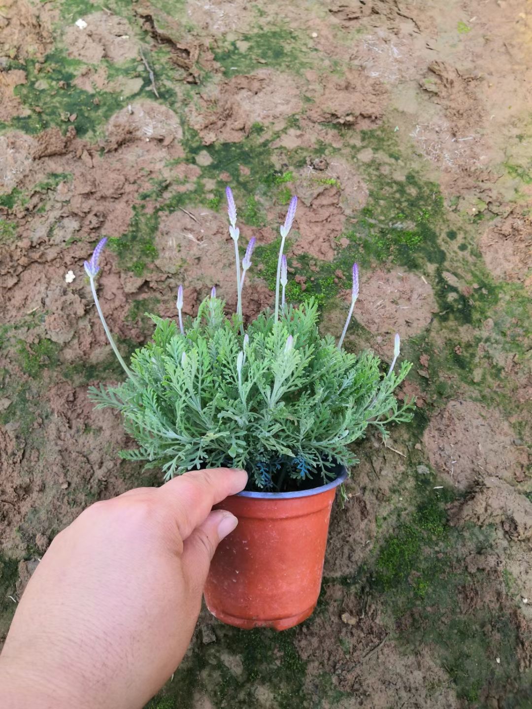  羽叶薰衣草种植基地