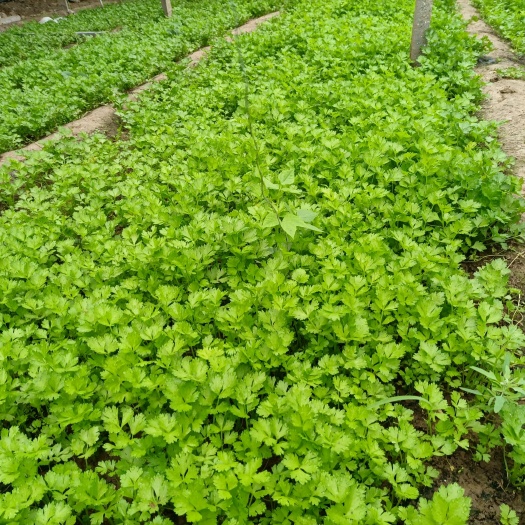 惠民县法国皇后芹菜苗温室地拔苗，头茬一级苗