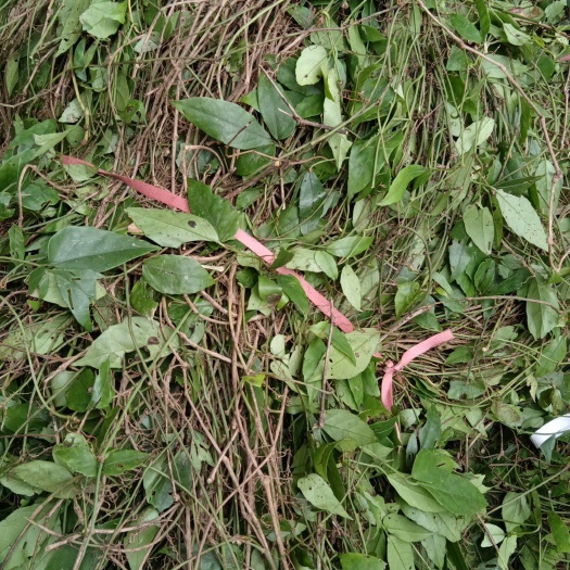 井冈山市天然三叶青，石老鼠，石猴子，金线吊葫芦