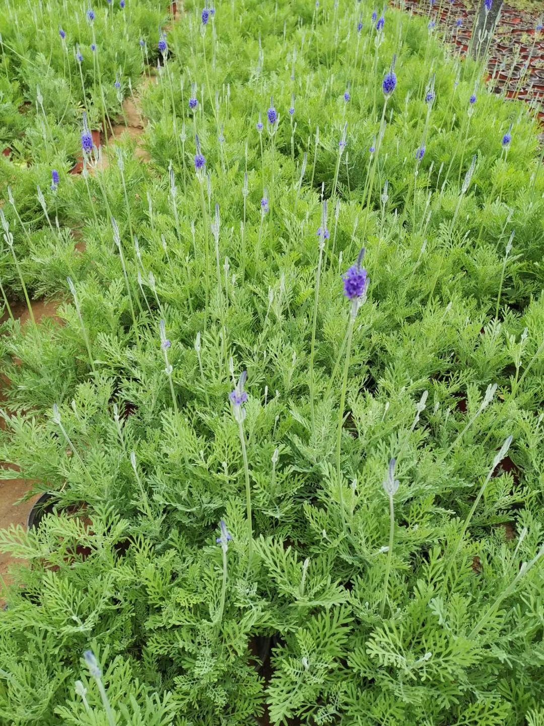  羽叶薰衣草种植基地