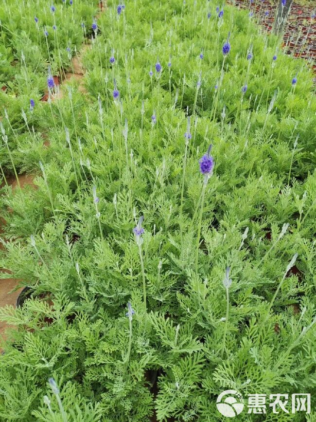  羽叶薰衣草种植基地