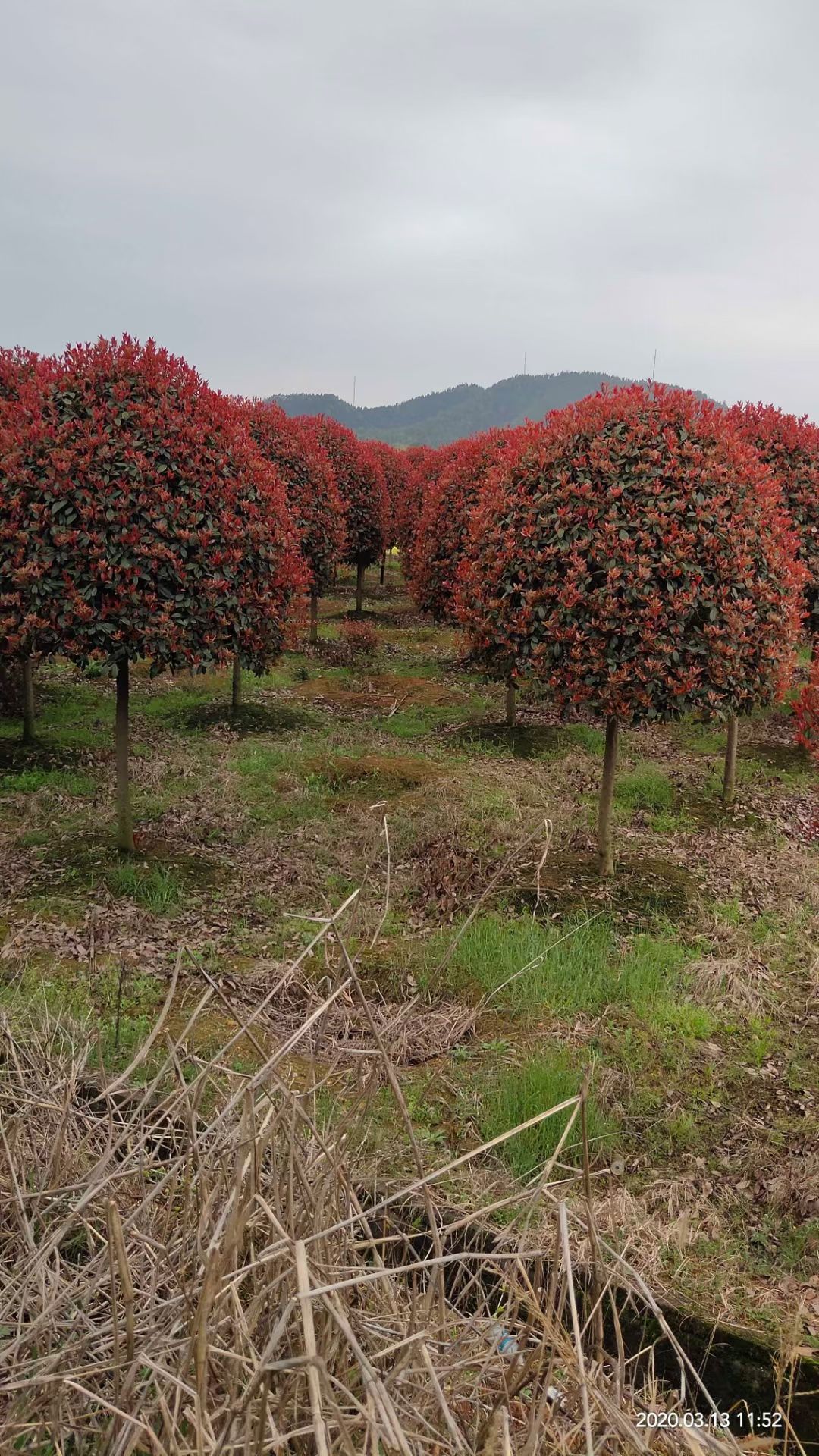 精品红叶石楠基地直销，5-12公分高杆红叶石楠，