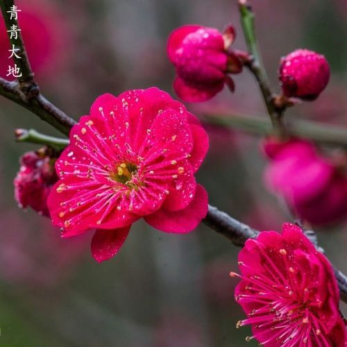 开原市榆叶梅