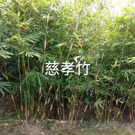 沭阳县孝顺竹 慈孝竹