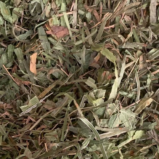 玉林长期供应｛凤尾草｝可批量可零售量大从优【包邮】