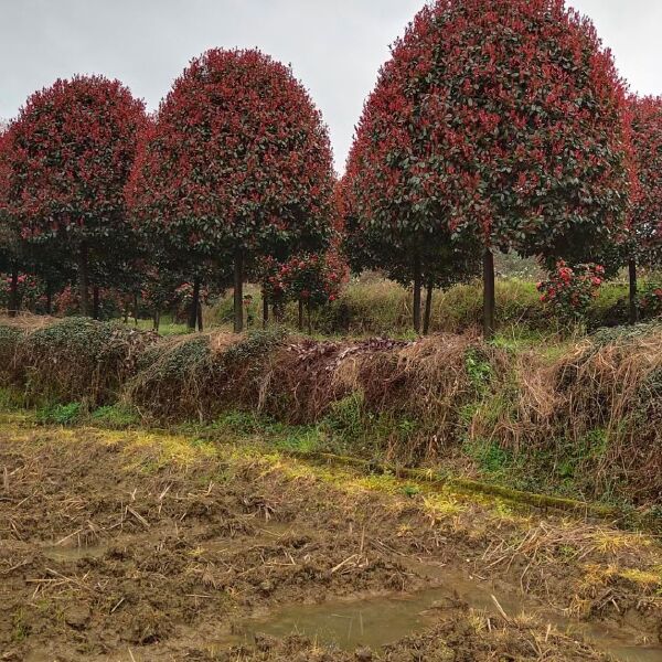 精品红叶石楠基地直销，5-12公分高杆红叶石楠，