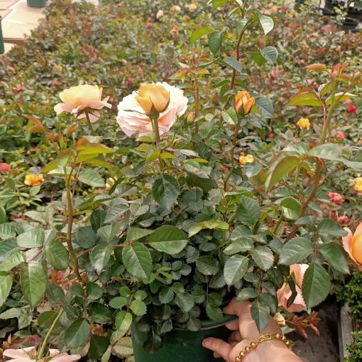 广州欧月玫瑰 欧阳玫瑰月季花网红盆栽居家办公基地直销