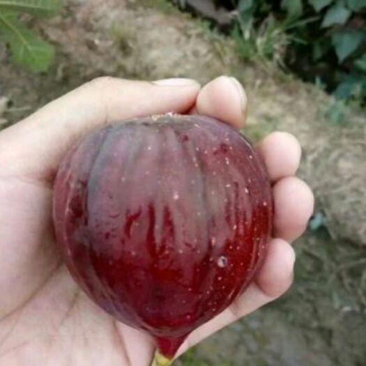 简阳市波姬红无花果苗 无花果苗