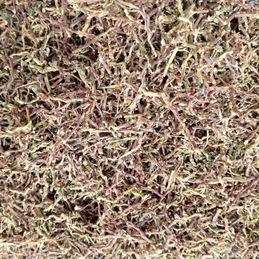 玉林败火草 山密草