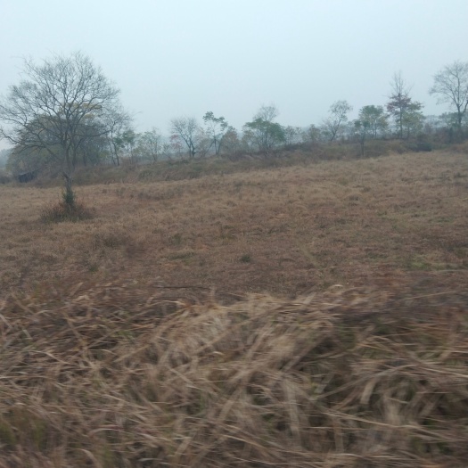 赣州人工草地 草皮、苗木地