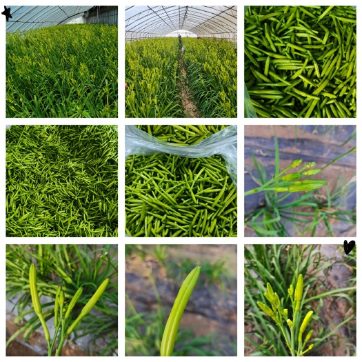 新泰市 鲜黄花菜