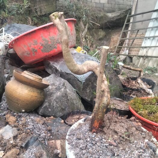 惠水县杜鹃 映山红