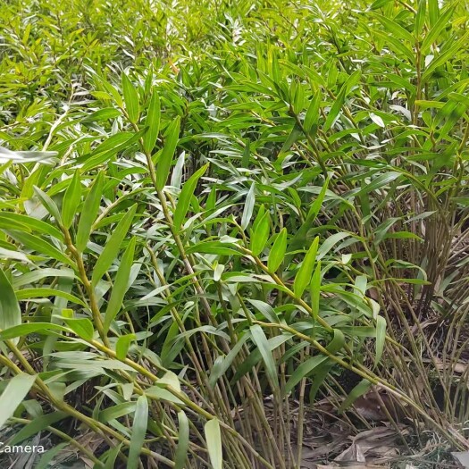 夹江县四川夹江叠鞘石斛非金钗石斛苗黄草黄橙铁皮石斛中草药材天然种