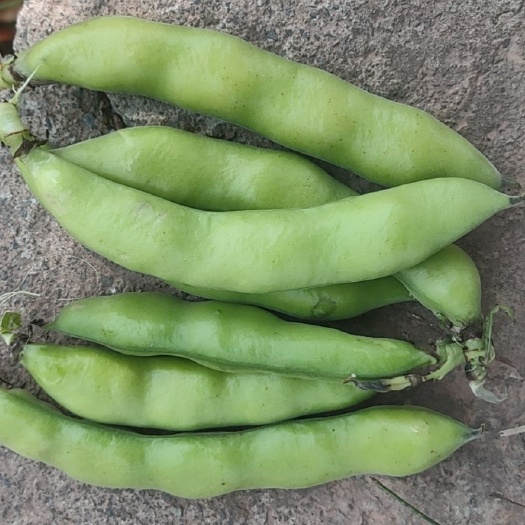  大量供应弥渡蚕豆