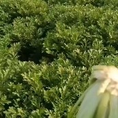 京山市雪里红芥菜 雪里红，雪里蕻基地直销，腌菜梅干菜精品市场白大量