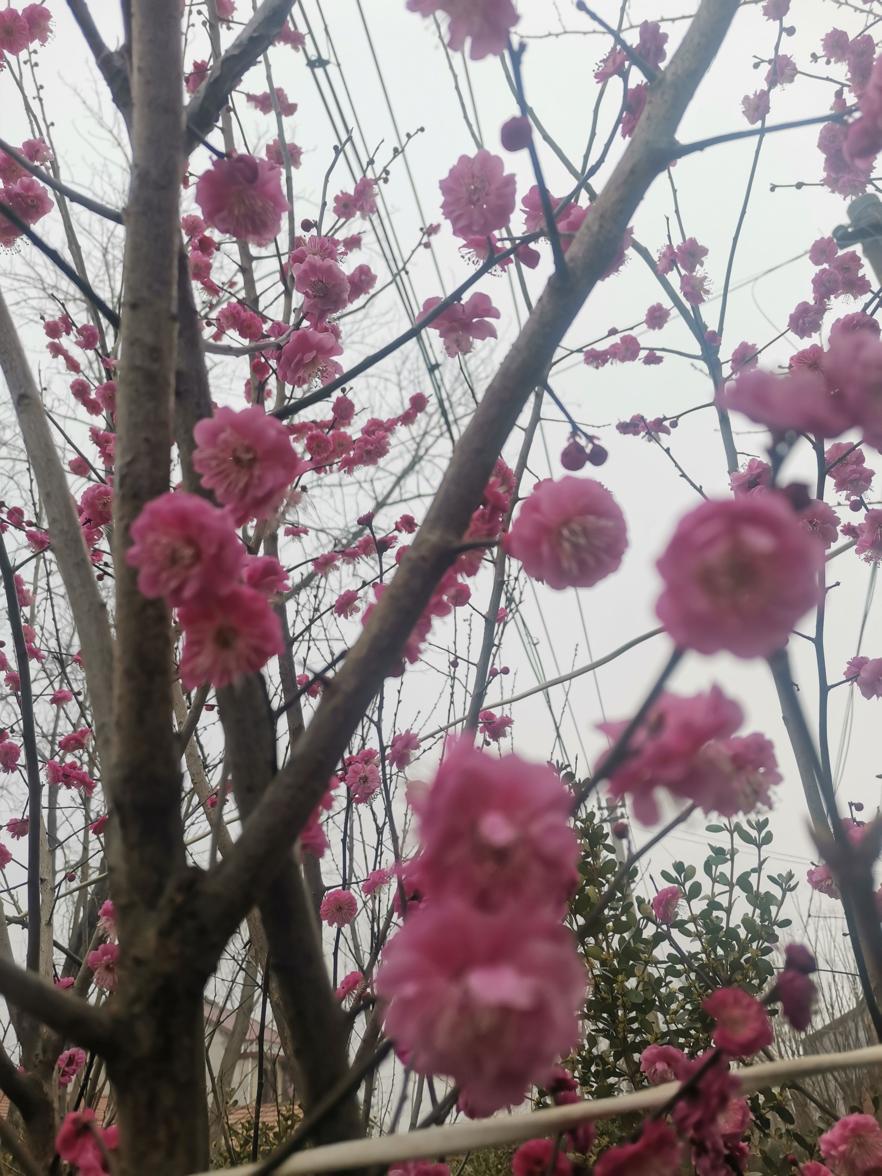 梅花造型红梅原生嫁接骨里红腊梅桩庭院地盆栽耐寒高低杆冬季开