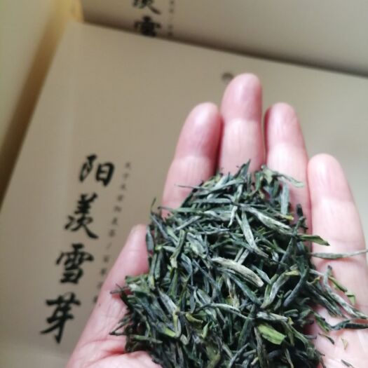 宜兴市阳羡雪芽