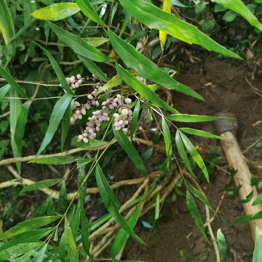 独山县 贵州十大功劳