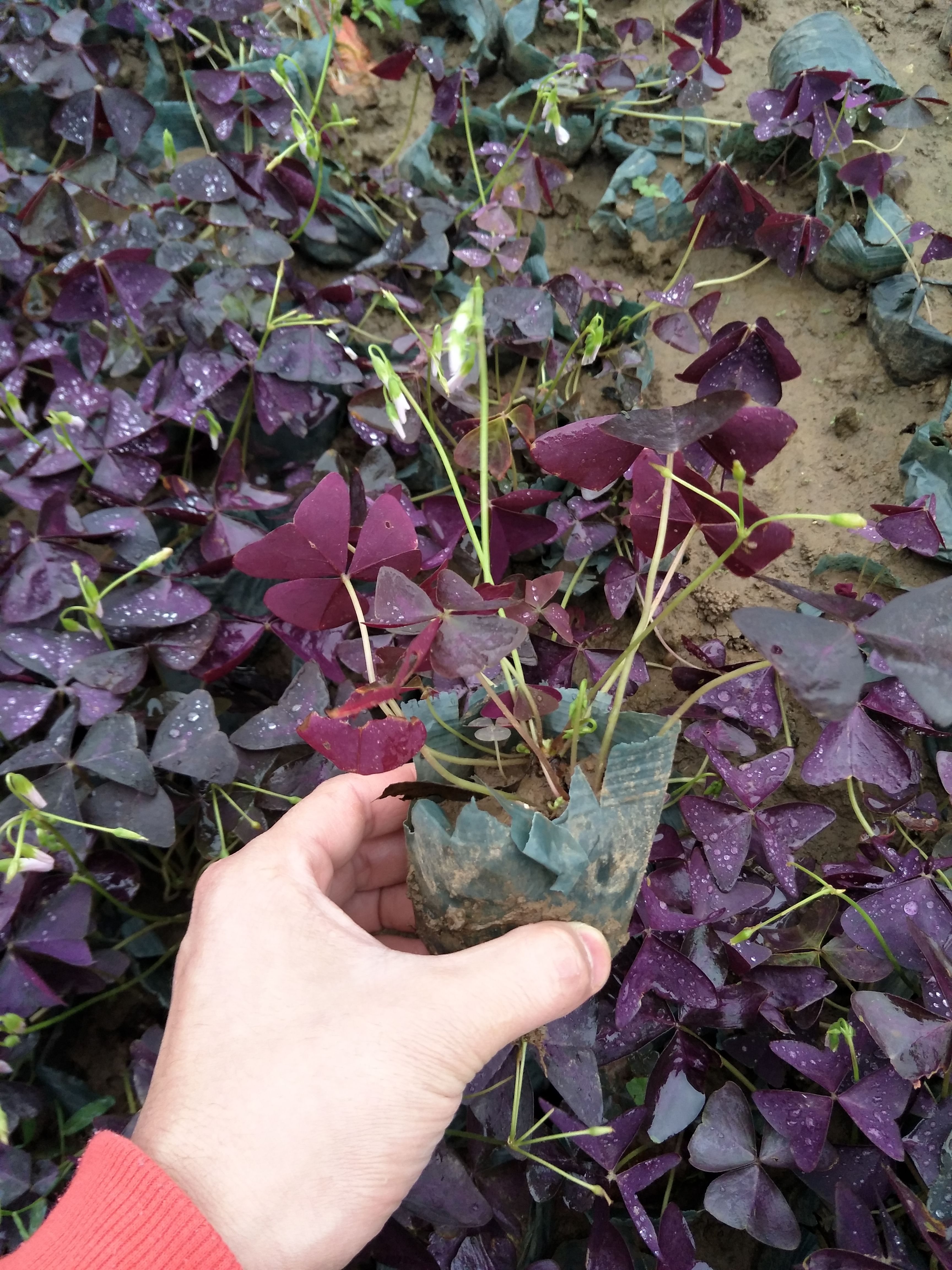 紅花酢漿草 綠葉酢漿草專業(yè)種植基地