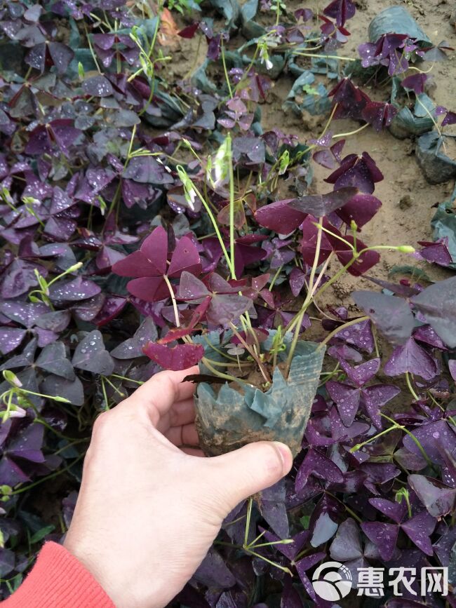 红花酢浆草 绿叶酢浆草专业种植基地