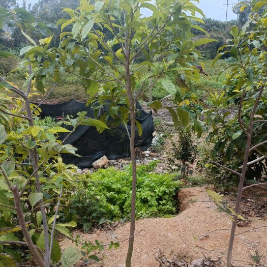 茂名 黄晶果苗，三年半苗