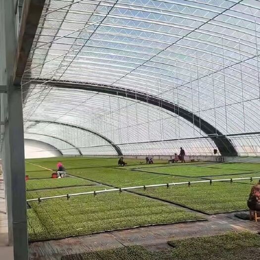 德州种植大棚 河北省建设各种智能温室大棚