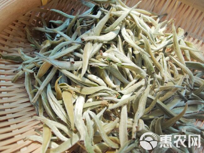 云南白毫银针茶春茶 普洱绿茶单芽月光白茶月美人白茶批发价包邮