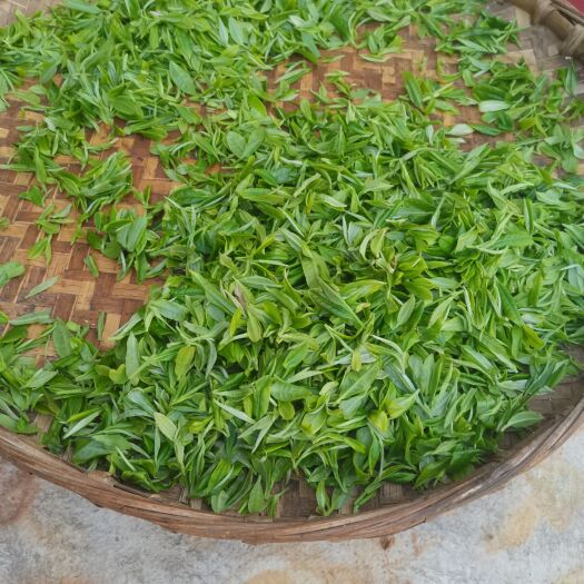 紫云县毛峰茶 纯手工茶叶