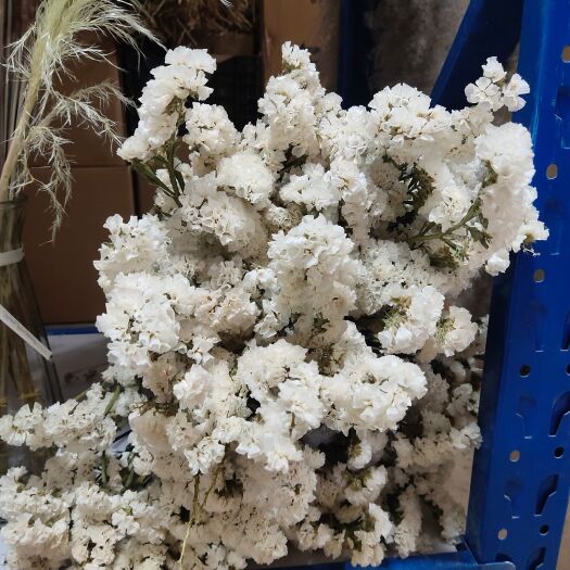 昆明芦苇  勿忘我花，颜色可选