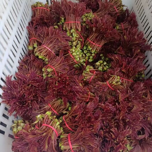 大竹县中国香椿第一县，红油香椿，头茬味浓，鲜红嫩芽价格低有要的联系