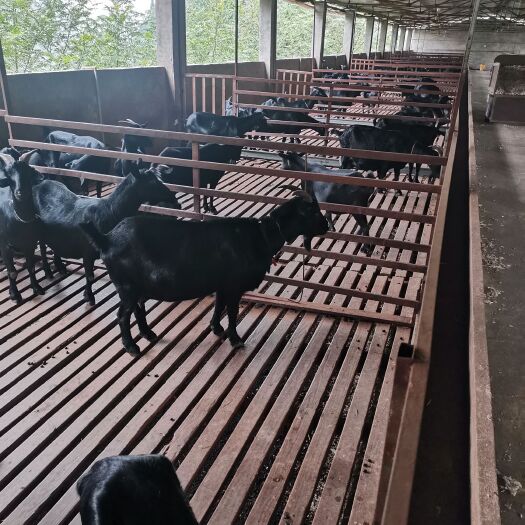 重庆市黑山羊 30-50斤 公母混合 