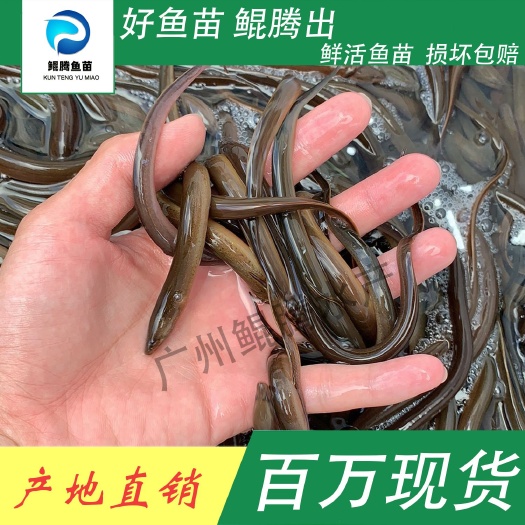 广州黄鳝苗 鲲腾鱼苗 好鱼苗鲲腾出 产地直销百万现货