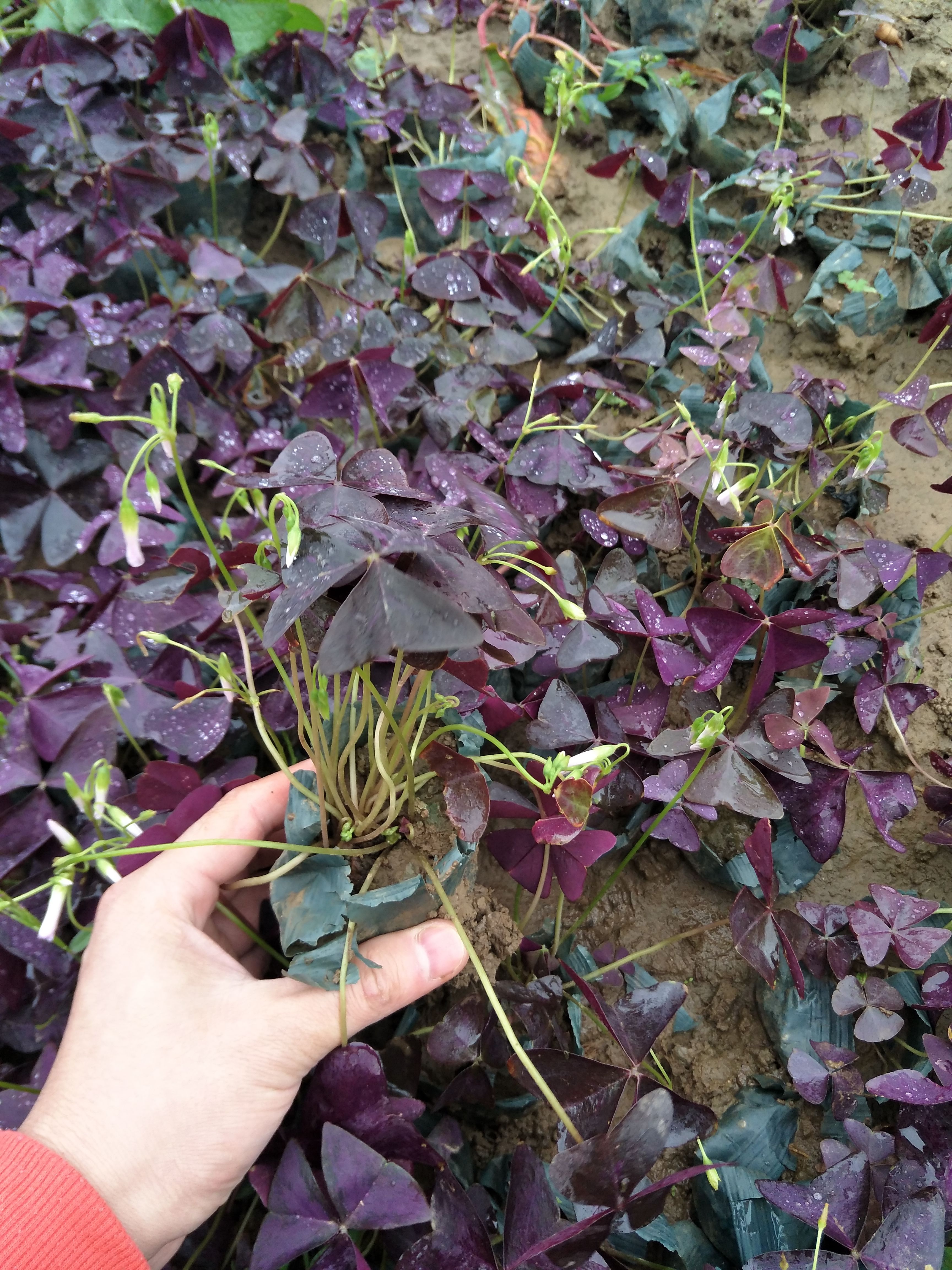  紫葉酢漿草基地直銷