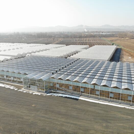 德州种植大棚 内蒙古建设各种智能温室大棚