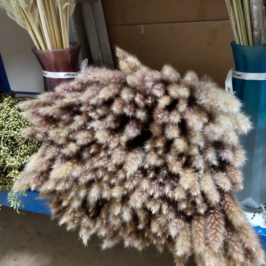 昆明成品小芦苇颜色可定