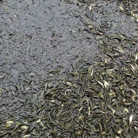  鲫鱼苗，裸班