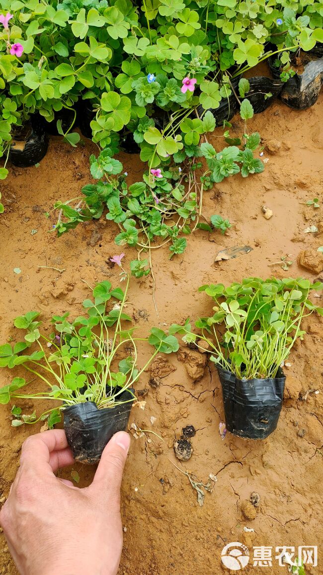 红花酢浆草 绿叶酢浆草专业种植基地