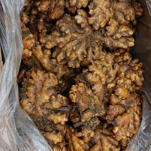 贺州 小黄姜