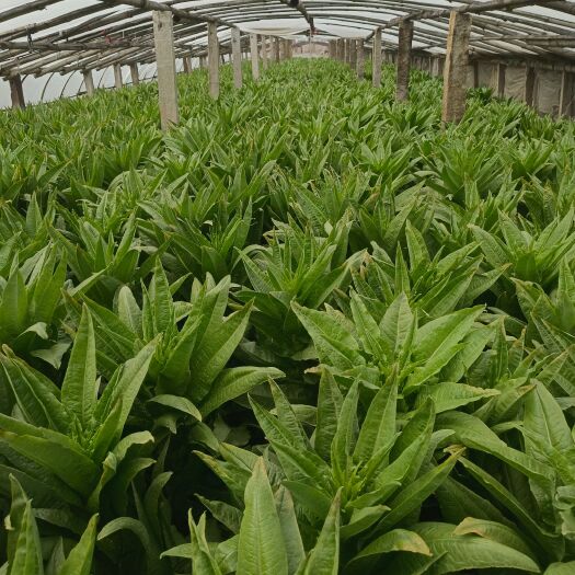 新泰市青尖叶莴笋 莴苣大量上市价格偏低，希望老板前来选购。