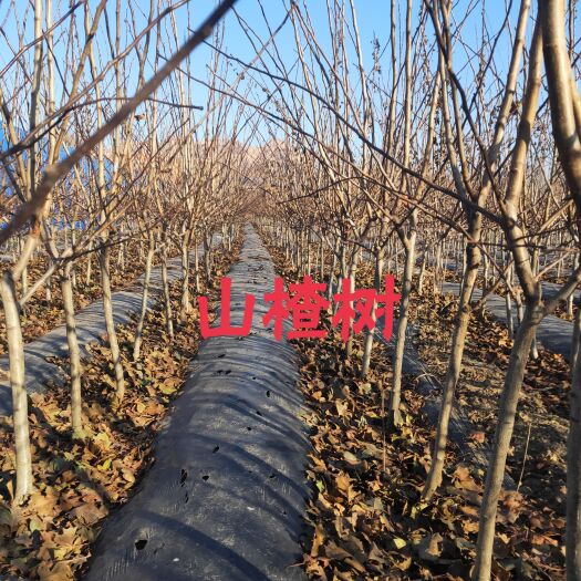 昌黎县大金星山楂树苗 山楂树
