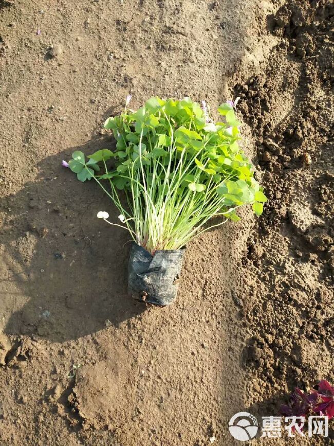 红花酢浆草 绿叶酢浆草专业种植基地